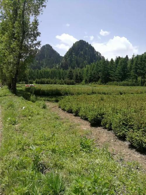 甘肃和政县天天快递在哪